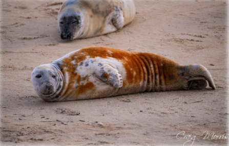 Two brown and cream seals on a beach